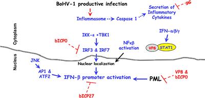 Bovine Herpesvirus 1 Counteracts Immune Responses and Immune-Surveillance to Enhance Pathogenesis and Virus Transmission